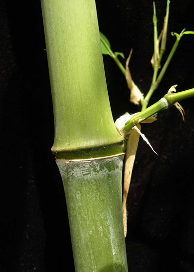 Incense bamboo culm